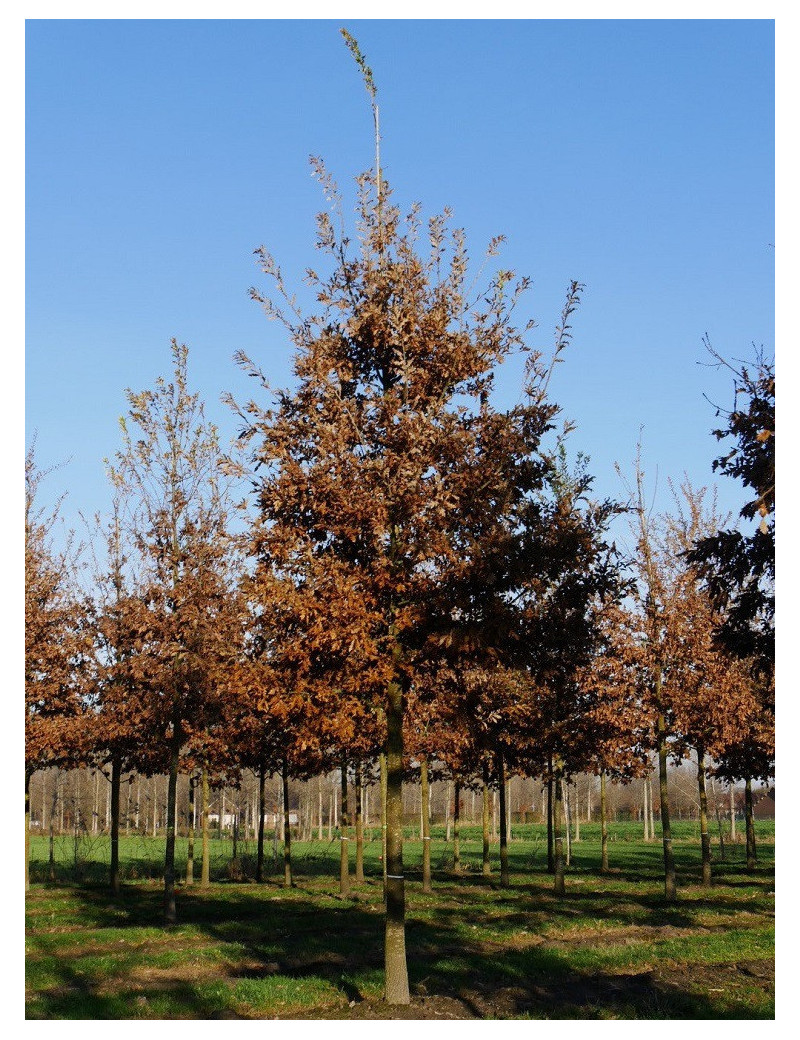 QUERCUS cerris (Chêne chevelu de Bourgogne, Chêne Lombard)