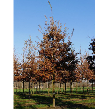 QUERCUS cerris (Chêne chevelu de Bourgogne, Chêne Lombard)