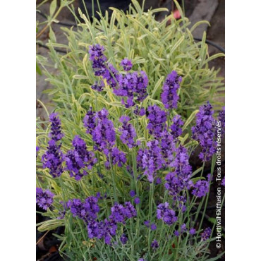 LAVANDULA HEAVENLY BLUE (Lavande)