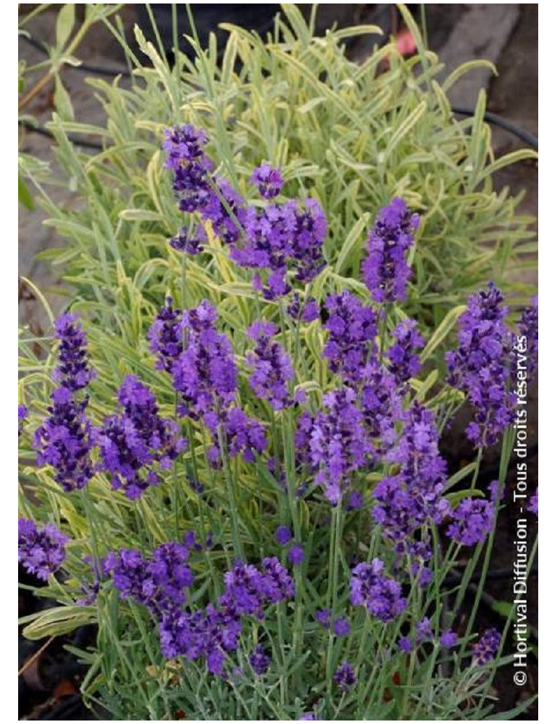 LAVANDULA HEAVENLY BLUE (Lavande)