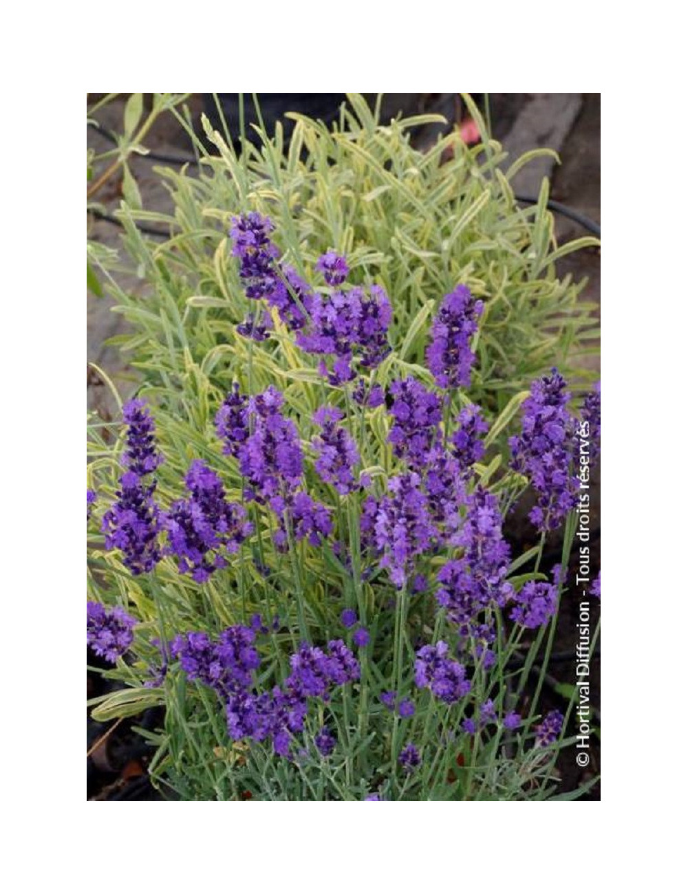 LAVANDULA HEAVENLY BLUE