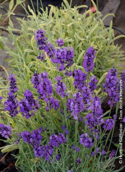 LAVANDULA HEAVENLY BLUE