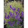 LAVANDULA HEAVENLY BLUE (Lavande)