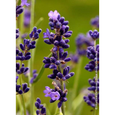 LAVANDULA HEAVENLY BLUE (Lavande)