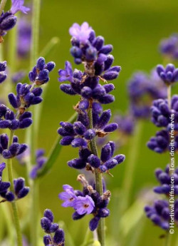 LAVANDULA HEAVENLY BLUE