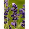 LAVANDULA HEAVENLY BLUE (Lavande)