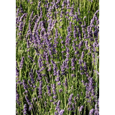 LAVANDULA HEAVENLY BLUE (Lavande)