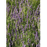 LAVANDULA HEAVENLY BLUE (Lavande)