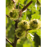 QUERCUS cerris (Chêne chevelu de Bourgogne, Chêne Lombard)