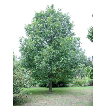 QUERCUS frainetto (Chêne de Hongrie)