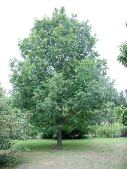 QUERCUS frainetto 