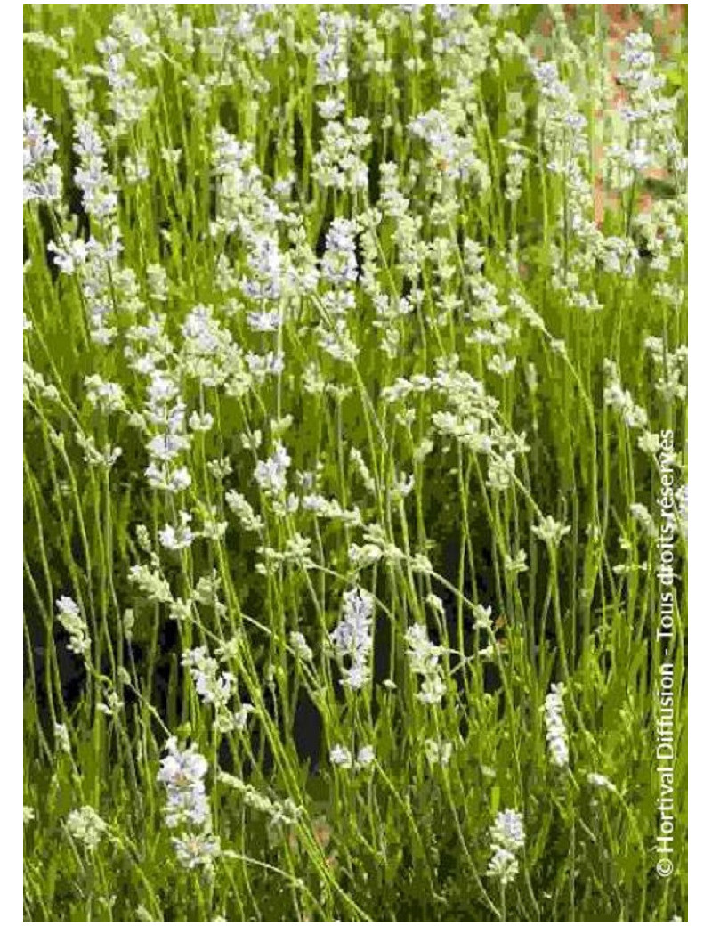 LAVANDULA intermedia EDELWEISS (Lavande)