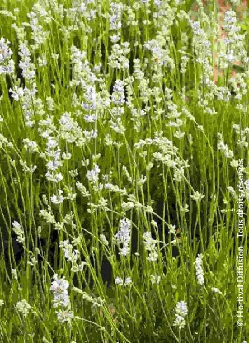 LAVANDULA intermedia EDELWEISS