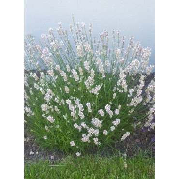 LAVANDULA intermedia EDELWEISS (Lavande)