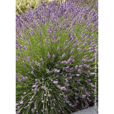 LAVANDULA intermedia GROSSO (Lavande)