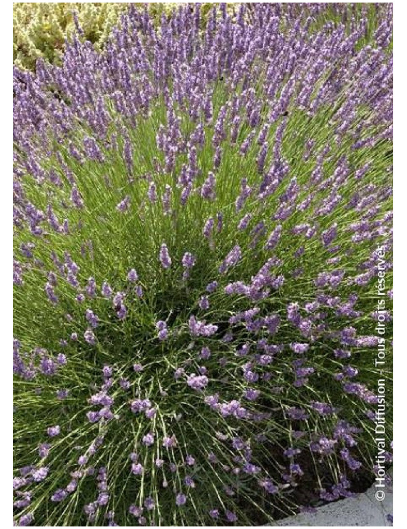 LAVANDULA intermedia GROSSO (Lavande)