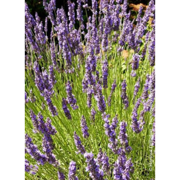 LAVANDULA intermedia GROSSO (Lavande)