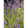 LAVANDULA intermedia GROSSO (Lavande)