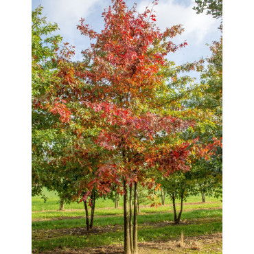 QUERCUS palustris (Chêne des marais)