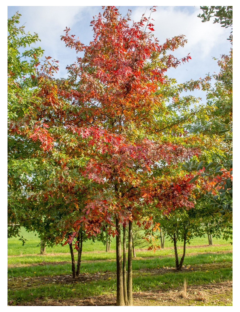 QUERCUS palustris (Chêne des marais)