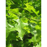 QUERCUS palustris (Chêne des marais)