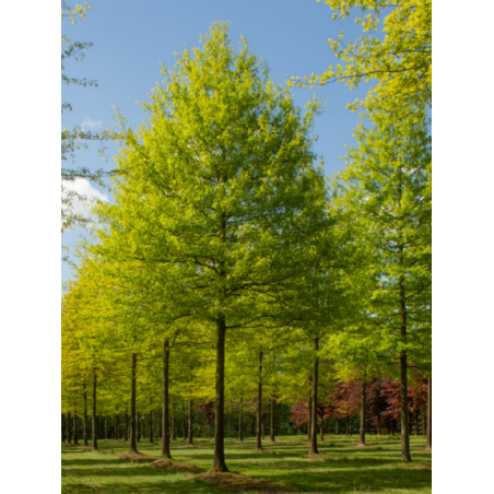 QUERCUS palustris (Chêne des marais)