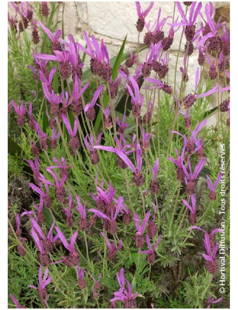 LAVANDULA stoechas ssp. pedunculata (Lavande papillon)