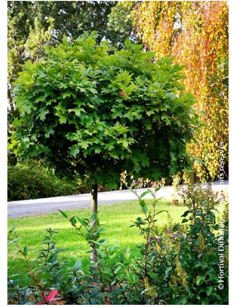 QUERCUS palustris GREEN DWARF (Chêne des marais Green Dwarf)