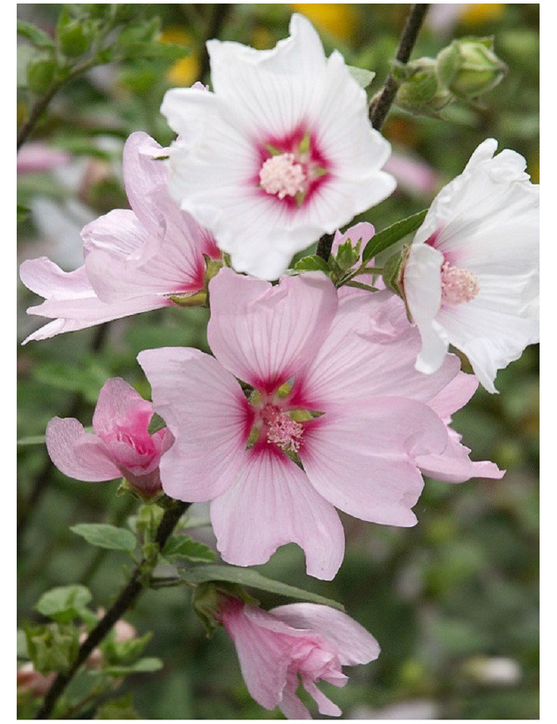 LAVATERA BARNSLEY (Lavatère ou Mauve en arbre)