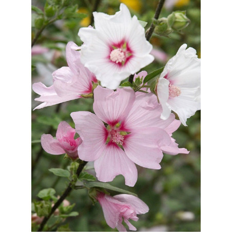 LAVATERA BARNSLEY (Lavatère ou Mauve en arbre)