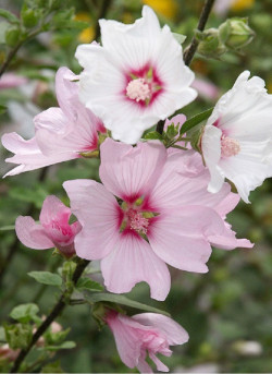LAVATERA BARNSLEY