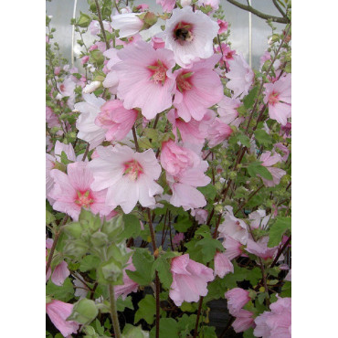 LAVATERA BARNSLEY (Lavatère ou Mauve en arbre)