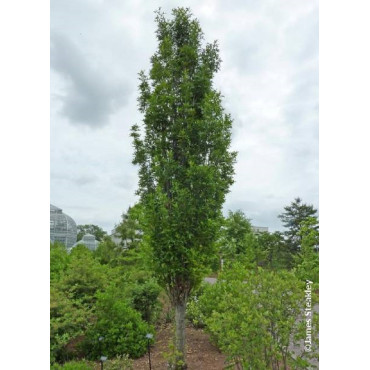 QUERCUS palustris GREEN PILLAR (Chêne des marais Green Pillar)