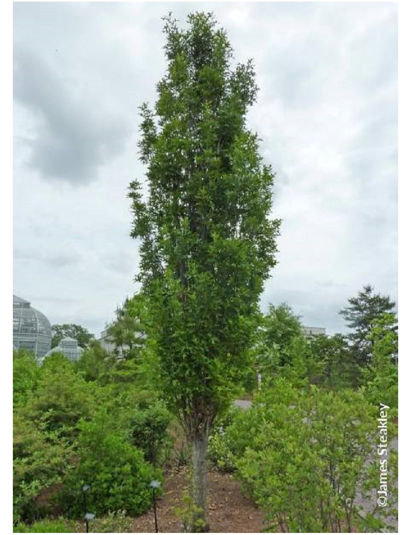 QUERCUS palustris GREEN PILLAR (Chêne des marais Green Pillar)
