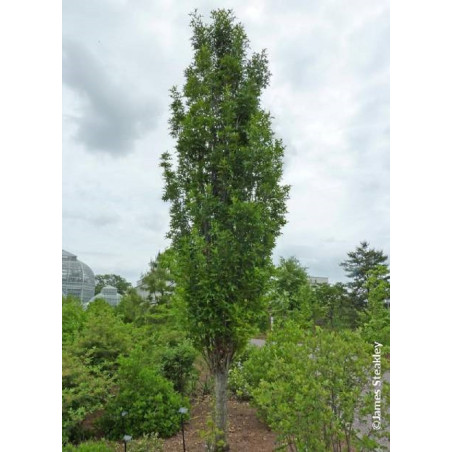 QUERCUS palustris GREEN PILLAR (Chêne des marais Green Pillar)