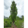 QUERCUS palustris GREEN PILLAR (Chêne des marais Green Pillar)