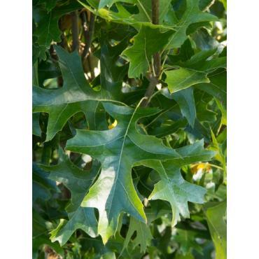 QUERCUS palustris GREEN PILLAR (Chêne des marais Green Pillar)