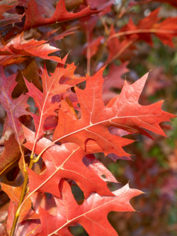 QUERCUS palustris GREEN PILLAR
