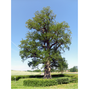 QUERCUS robur (Chêne pédonculé)