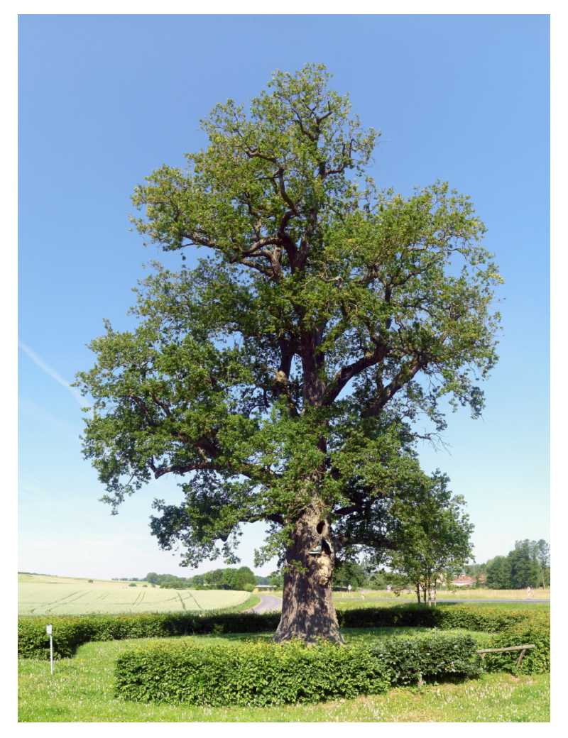 QUERCUS robur (Chêne pédonculé)