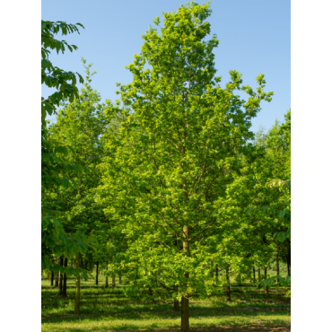 QUERCUS robur (Chêne pédonculé)