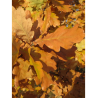 QUERCUS robur 
