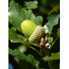 QUERCUS robur (Chêne pédonculé)