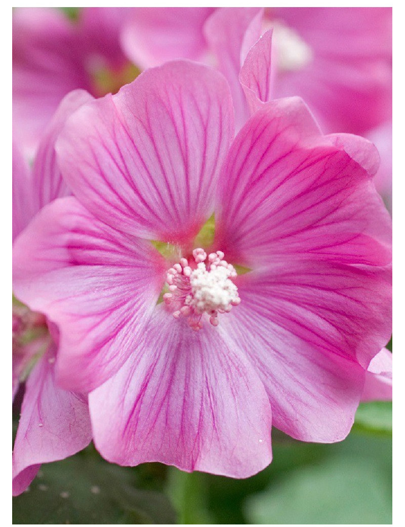 LAVATERA BREDON SPRINGS (Lavatère ou Mauve en arbre)