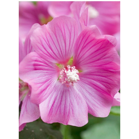 LAVATERA BREDON SPRINGS (Lavatère ou Mauve en arbre)