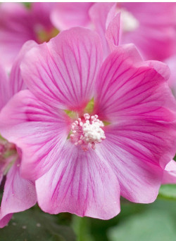 LAVATERA BREDON SPRINGS