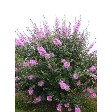 LAVATERA BREDON SPRINGS (Lavatère ou Mauve en arbre)