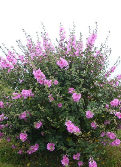 LAVATERA BREDON SPRINGS