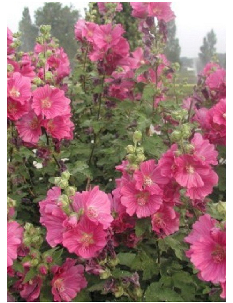 LAVATERA CHAMALLOW® (Lavatère ou Mauve en arbre)