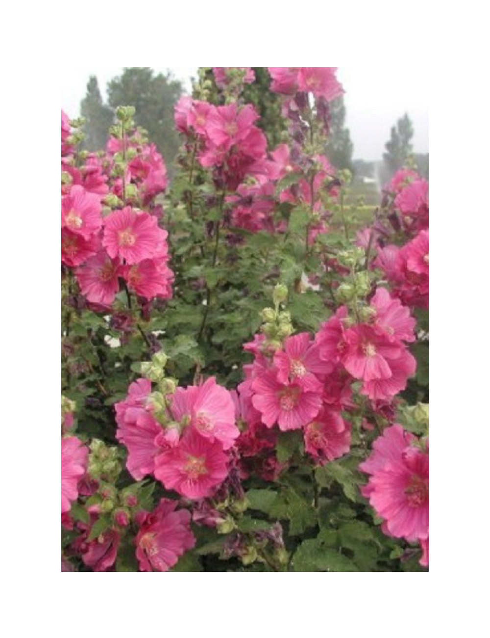 LAVATERA CHAMALLOW
